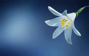 Transparent Lily Flower Wallpaper