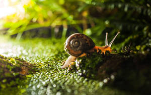 Transparent Orange Snail Wallpaper