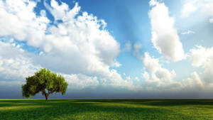 Tree 3d Nature Wallpaper