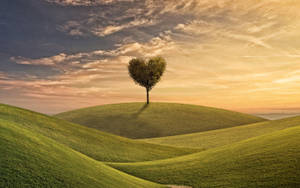 Tree And Hills Love Nature Wallpaper