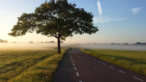 Tree Beside The Road Wallpaper