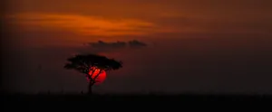 Tree In Africa Hd Wallpaper