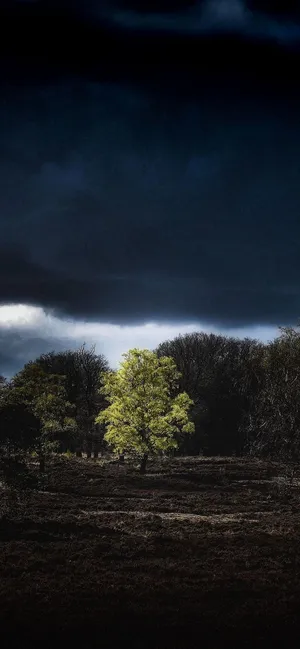 Tree In Forest Iphone Amoled Wallpaper