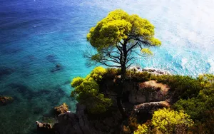 Tree On A Cliff Seaside Mountain View Wallpaper