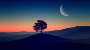 Tree On Hill Under Evening Sky Wallpaper