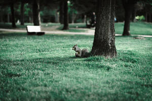 Tree Squirrel In Park Wallpaper