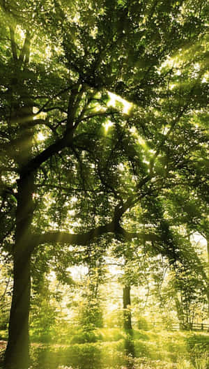 Tree Sunrays For Android Nature Wallpaper