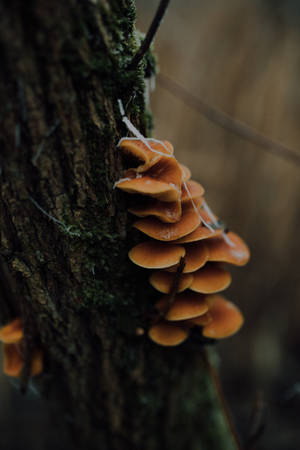 Tree Trunk Orange Mushroom Aesthetic Wallpaper