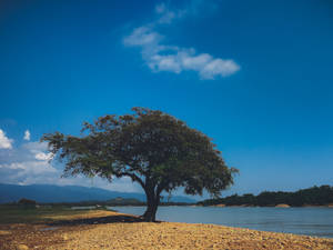 Tree Underneath A Beautiful Blue Sky Wallpaper