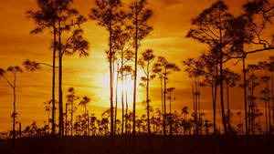 Trees And Sunset Everglades National Park Wallpaper