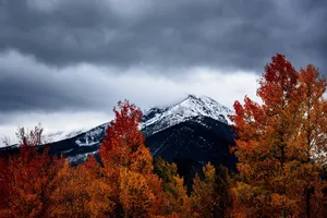 Trees In Cute Fall Aesthetic Wallpaper
