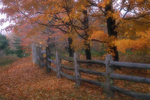 Trees In Ohio During Autumn Wallpaper