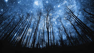 Trees In The Forest Beautiful Night Wallpaper