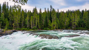 Trees On The Riverside Strong Current Wallpaper