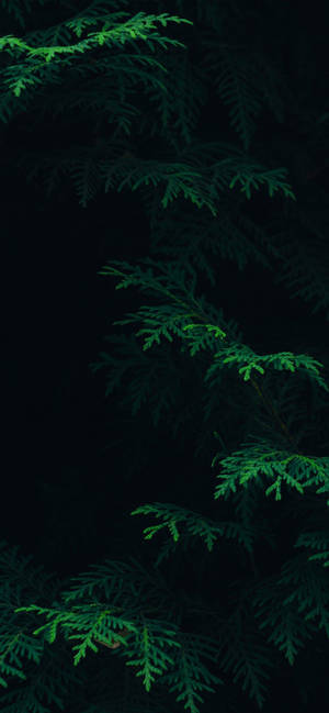 Trendsetter Black Iphone Teamed With Refreshing Green Ferns Wallpaper Wallpaper