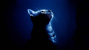 Trendsetting Feline - Cool Cat In An Upward Gaze Wallpaper