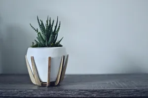 Trendy Succulent Plant Wallpaper