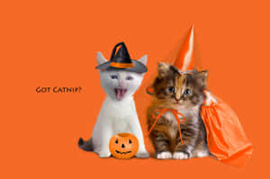 Trick Or Treat? This Halloween Cat Is Ready To Party! Wallpaper