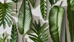 Tropical Aesthetic Houseplants Wallpaper