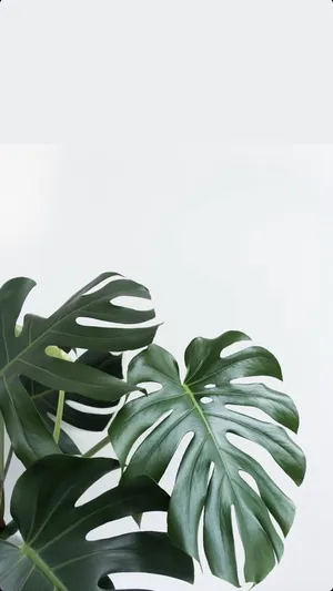 Tropical Aesthetic Monstera Wallpaper