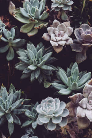 Tropical Aesthetic Succulents Wallpaper