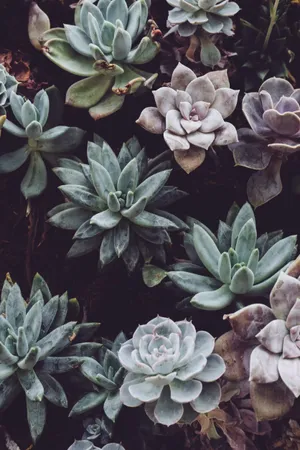 Tropical Aesthetic Succulents Wallpaper