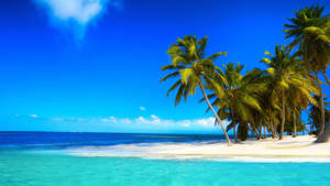 Tropical Beach Clear Sky Wallpaper