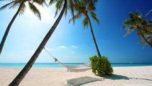 Tropical Beach White Sand Hammock Wallpaper