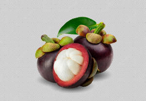 Tropical Evergreen Mangosteen Wallpaper