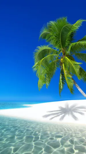 Tropical Island Coconut Wallpaper