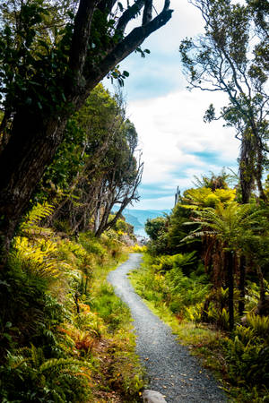 Tropical Jungle Road Wallpaper