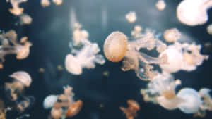 Tropical Paradise In Sulawesi Wallpaper