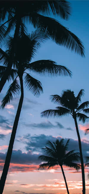 Tropical Paradise On Your Screen: Palm Tree Iphone Wallpaper Wallpaper