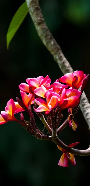 Tropical Pink Orchid Plants Wallpaper