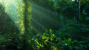 Tropical Rainforest Of Amazonas Wallpaper