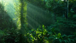 Tropical Rainforest Of Amazonas Wallpaper