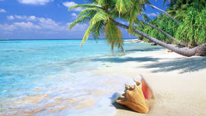 Tropical Seashell And Sea Wallpaper