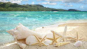 Tropical Seaside Seashells Wallpaper