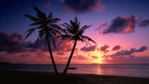 Tropical Sunset Violet Skies Palm Trees Wallpaper