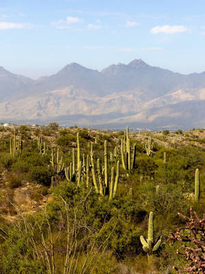 Tucson Saguaros And Chollas Wallpaper