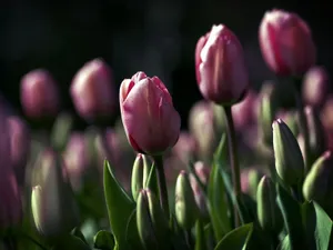 Tulips At Dusk Enhance The Beauty Of A Golf Course Wallpaper