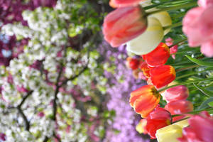 Tulips In Spring Wallpaper