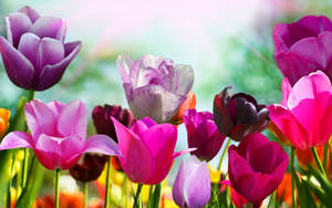 Tulips In Spring Wallpaper