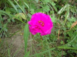 Tumblr Flower Bright Pink Bloom Wallpaper