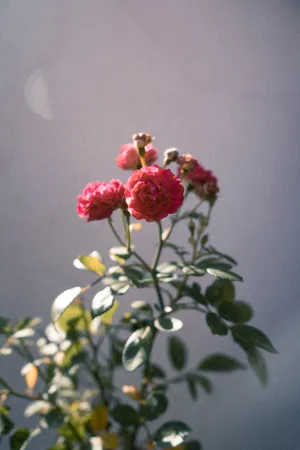 Tumblr Flower Cluster Of Roses Wallpaper