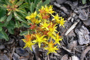 Tumblr Flower Spiky Yellow Blooms Wallpaper