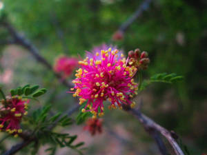 Tumblr Flower Yellow-tipped Blooms Wallpaper