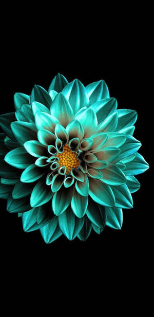 Turquoise Flower 2k Amoled Wallpaper