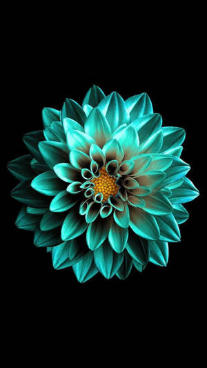 Turquoise Flower Iphone 7 Original Wallpaper