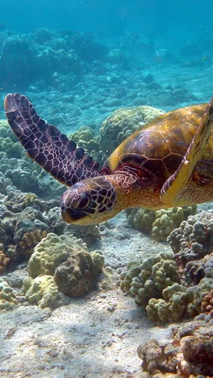 Turtle Deep Iphone Hd Wallpaper